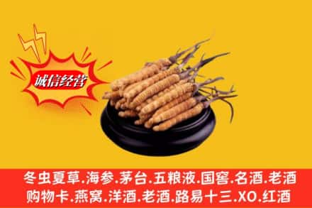 凉山州金阳求购回收虫草多少钱每克